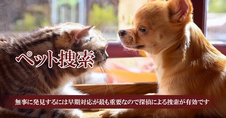 【富士市　探偵】ペット捜索｜富士市でペット捜索で探偵をお探しならスマイルエージェント富士にお任せください。
